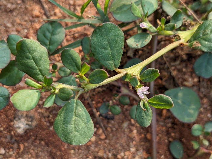 Trianthema portulacastrum