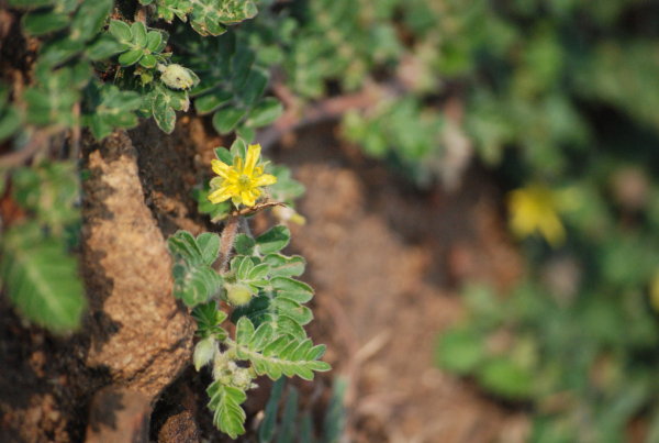 Tribulus terestris