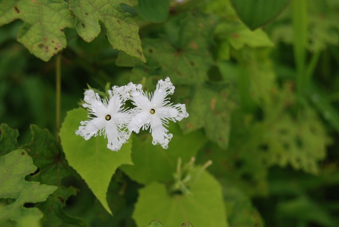 Trichosanthes tricuspidata