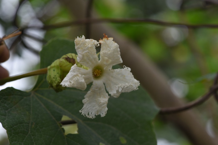 Trichosanthes tricuspidata