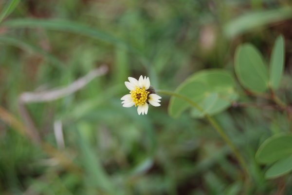 Tridax procumbens