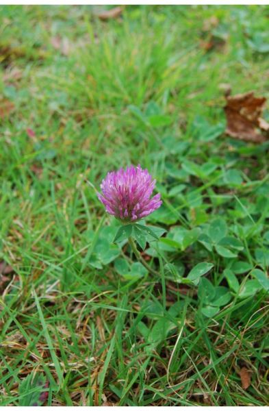 Trifolium pratense