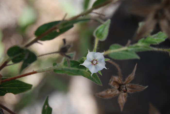 Trichodesma zeylanicum