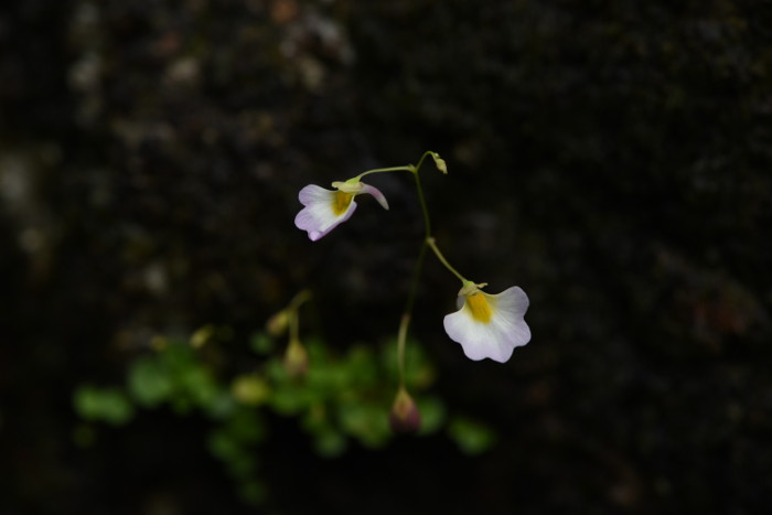 Utricularia striatula