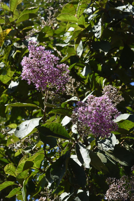 Vernonia arborea