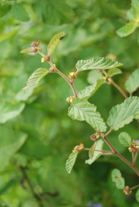 Waltheria indica