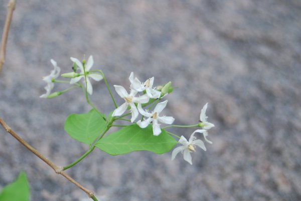 Wrightia tinctoria