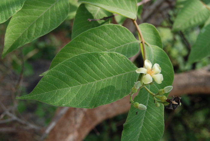 Wrightia arborea