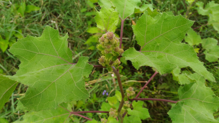 Xanthium indicum