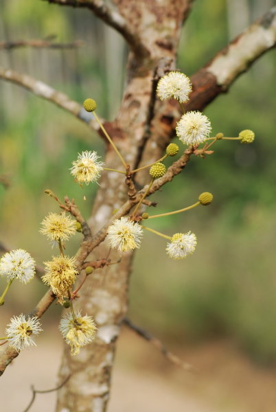 Xylia xylocarpa