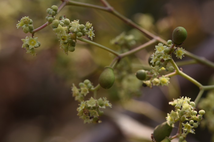 Ziziphus rugosa