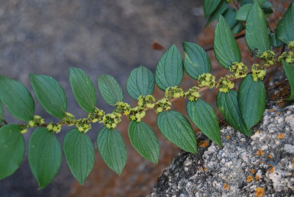 Ziziphus oenoplia