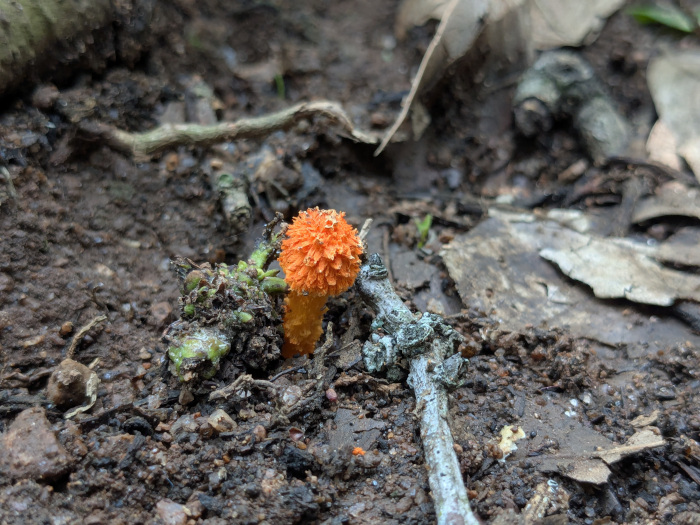 Agaricus trisulphuratus