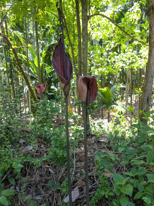 Amorphophallus commutatus
