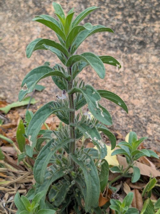 Andrographis echioides