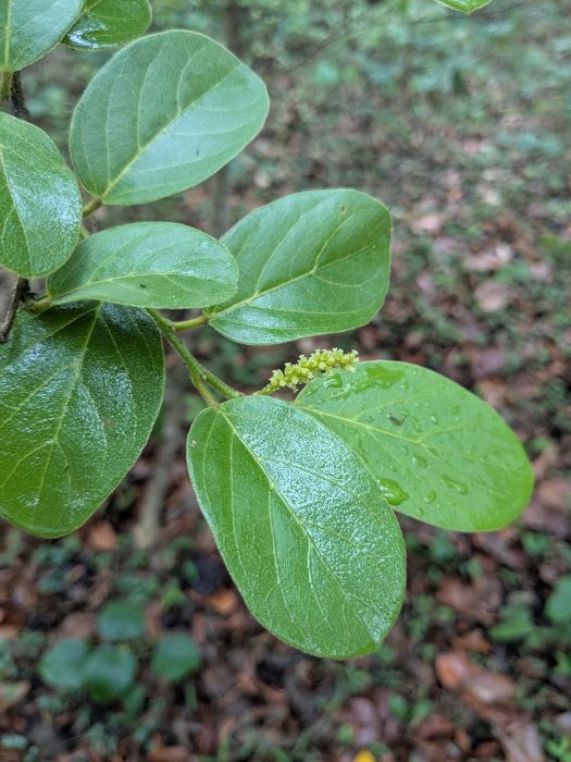 Antidesma ghaesembilla