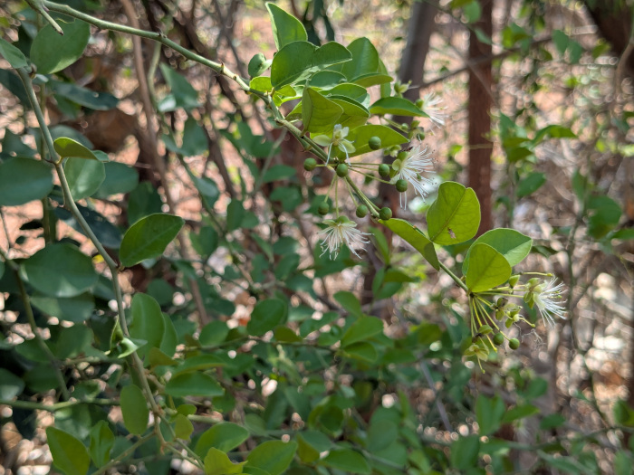 Capparis sepiaria
