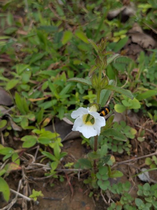 Centranthera indica