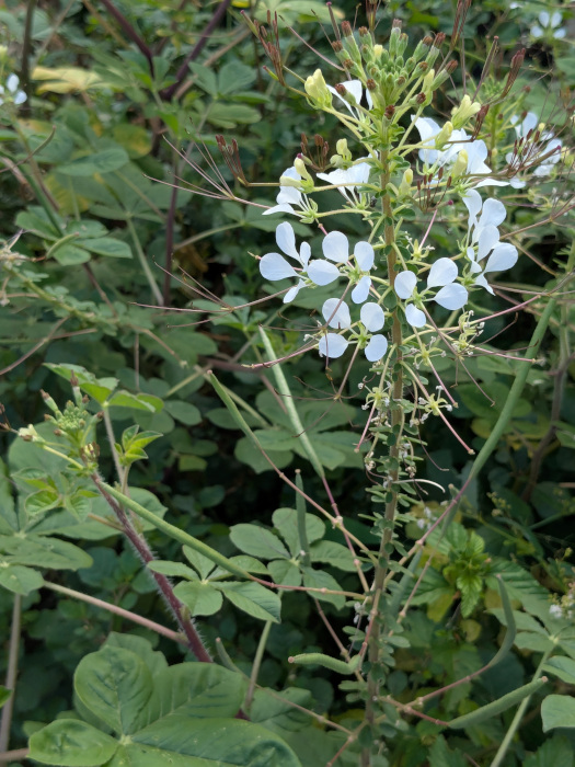 Cleome gynandra