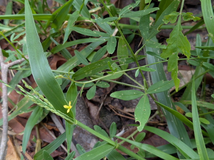 Cleome aspera