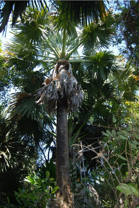 Corypha umbraculifera