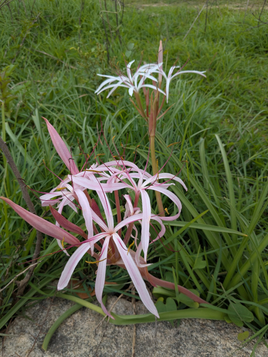 Crinum viviparum