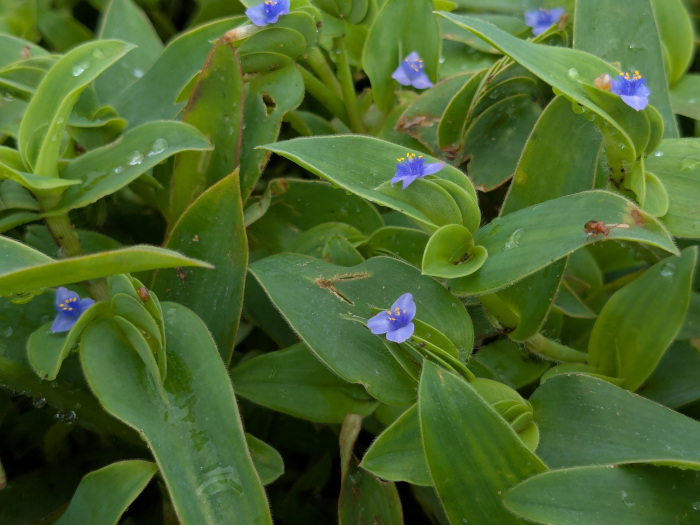 Cyanotis cristata