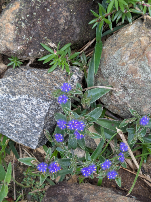 Cyanotis tuberosa