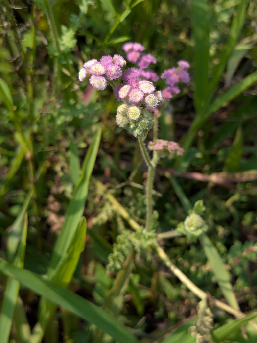 Cyathocline purpurea