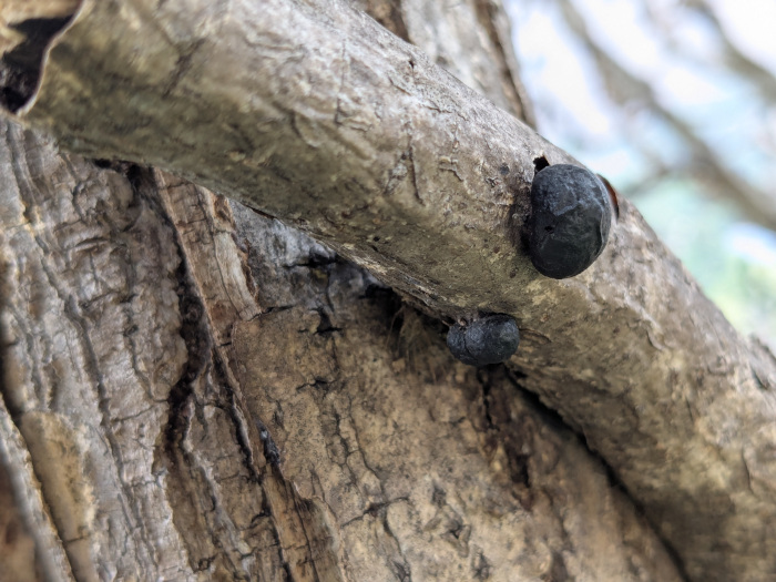 Daldinia eschscholtzii 