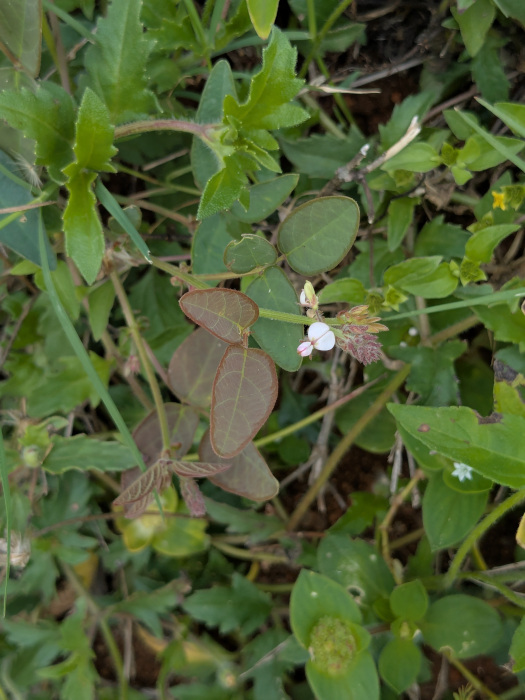 Desmodium scorpiurus