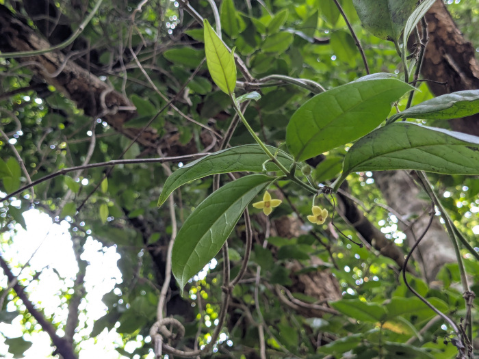Gardneria ovata