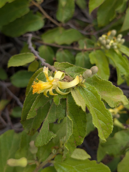 Grewia flavescens