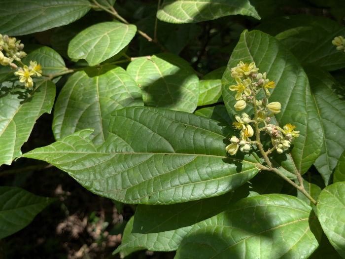 Grewia nervosa