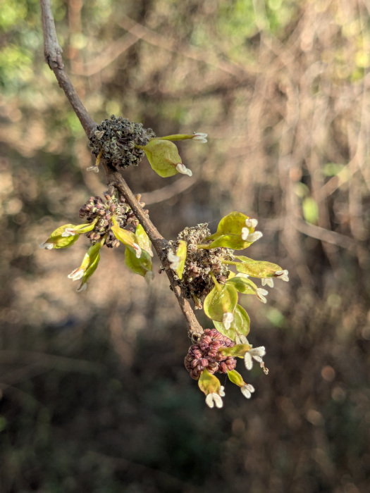 Holoptelea integrifolia