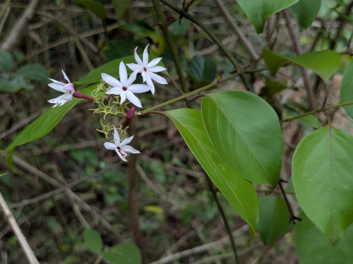 Jasminum malabaricum