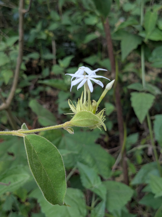 Jasminum multiflorum