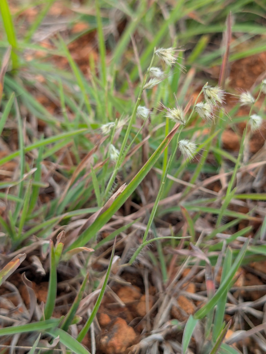 Melanocenchris jacquemontii