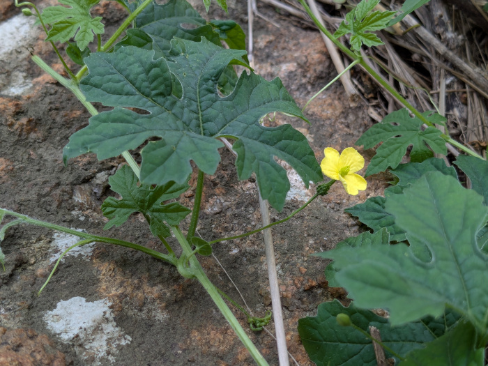 Momordica charantia
