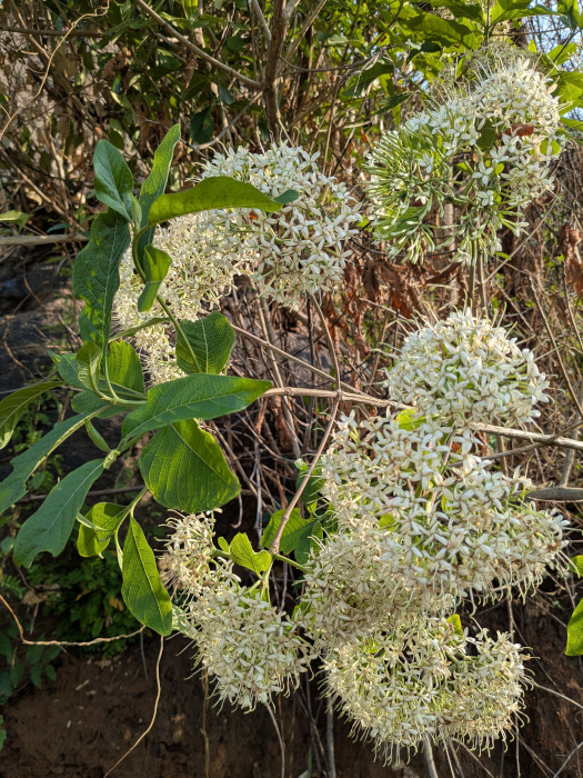 Pavetta tomentosa