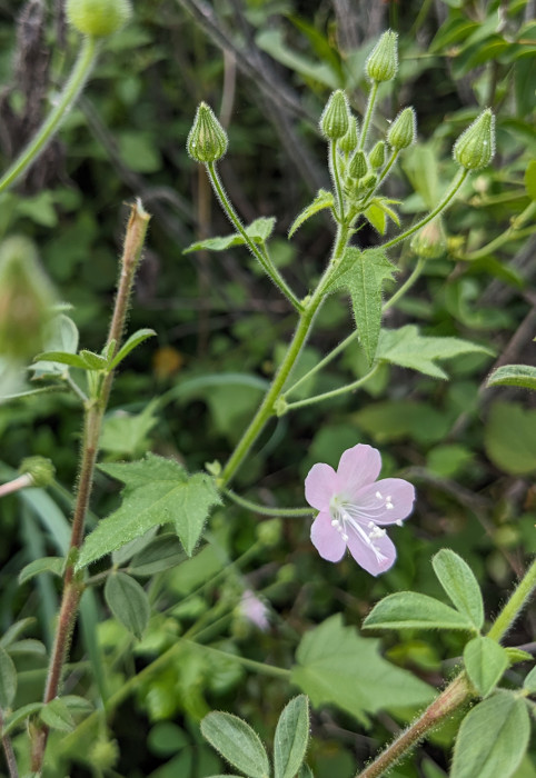 Pavonia odorata