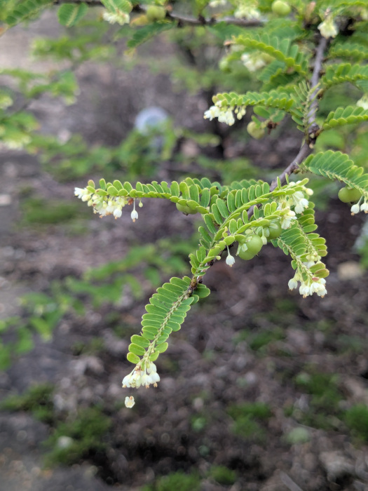 Phyllanthus polyphyllus