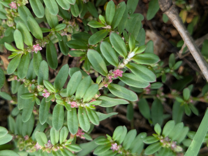 Polygonum plebeium
