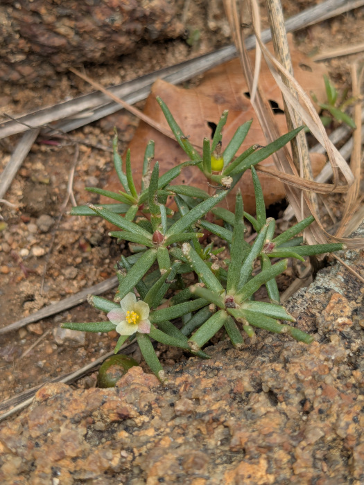 Portulaca pilosa