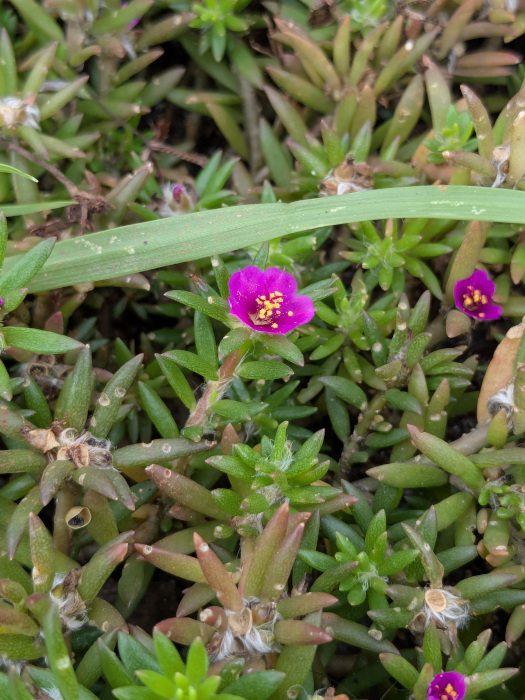 Portulaca pilosa