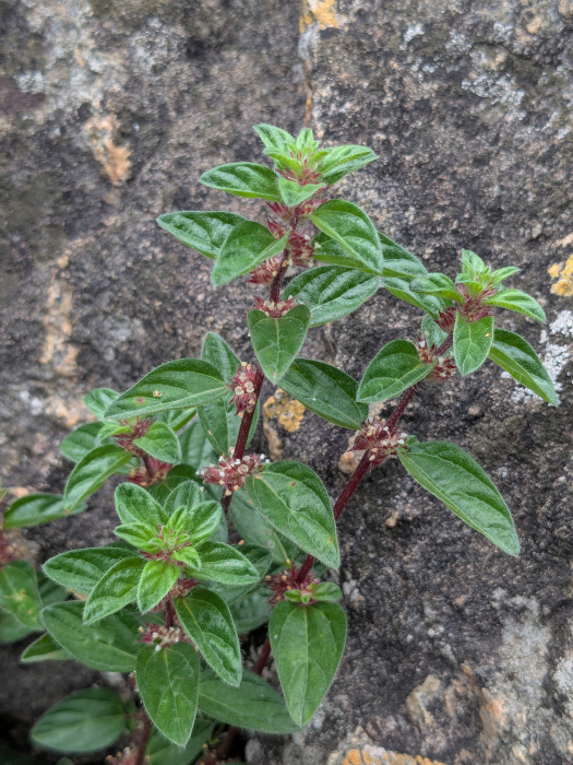 Pouzolzia zeylanica