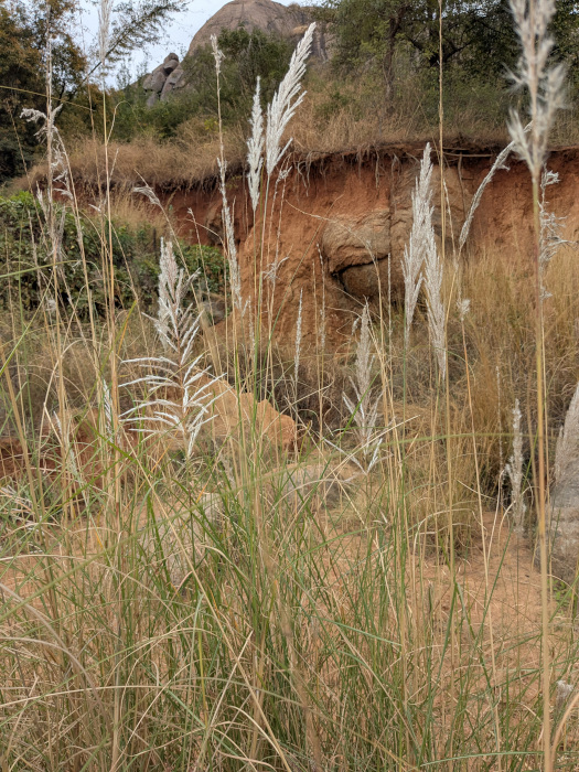 Saccharum spontaneum