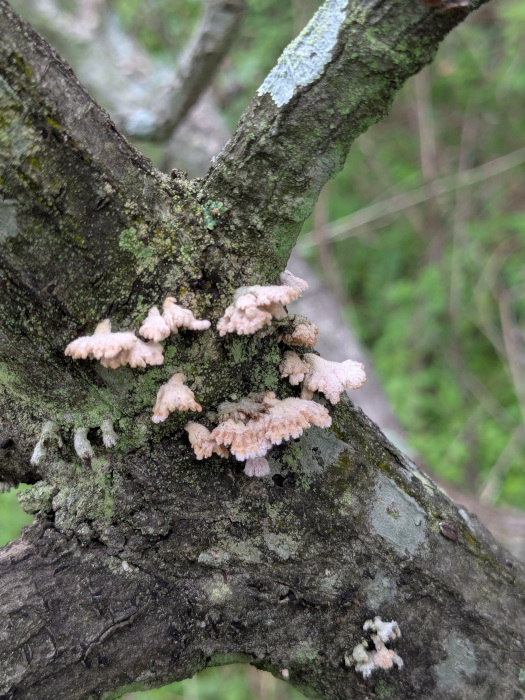 Schizophyllum