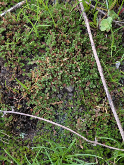 Selaginella wightii