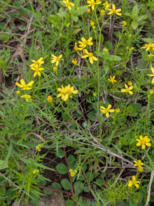 Senecio tenuifolius